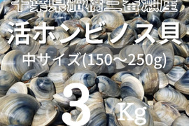 江戸前！天然ホンビノス貝（中サイズ３Kg）船橋三番瀬産