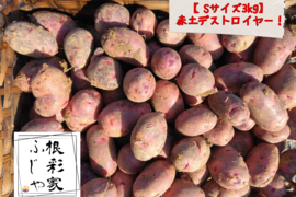 【新じゃがSサイズ】農薬・化学肥料不使用！小芋コロコロ一口サイズのデストロイヤー3kg