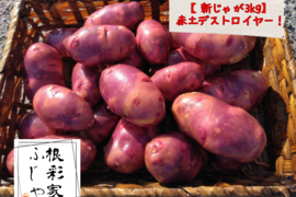 【新じゃが】農薬・化学肥料不使用！
山の赤土で育った赤じゃが「デストロイヤー」3キロ。
