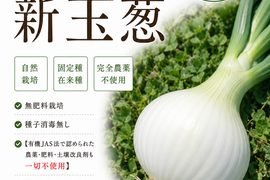 淡路島新玉葱自然栽培3キロ【固定種 在来種　完全農薬不使用　無肥料栽培　種子消毒無し【有機JAS法で認められた農薬・肥料・土壌改良剤も一切不使用】自然の力だけで栽培　数量限定予約販売開始ご予約順次発送