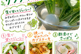 【おどろく甘さ】サラダ・ラティーナ（サラダカブ）2kg（6〜10）