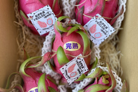 採れたて新鮮‼︎甘さしっかり‼︎ドラゴンフルーツ(白肉種) 1kg