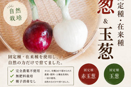 淡路島新玉葱自然栽培赤、白混合、5キロ【固定種 在来種　完全農薬不使用　無肥料栽培　種子消毒無し【有機JAS法で認められた農薬・肥料・土壌改良剤も一切不使用】自然の力だけで栽培　数量限定予約販売開始