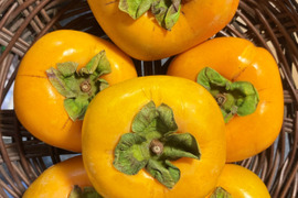 和歌山県産 刀根早生柿｜甘み強め・果汁たっぷり｜農家直送 2kg（ご家庭用）🍂