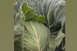 🥬初夏キャベツ🥬２玉