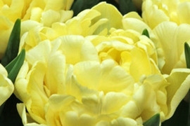 【限定3名】 チューリップ切花　八重咲きミックス20本　4種×5本　見つけた人、超ラッキー!!!　※北海道・沖縄県配送不可※