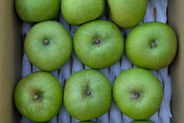 お得なミニサイズ！ブラムリー小玉3kg