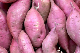 訳ありでもホクホクむっちり！「栗かぐや」色々なサイズ入り ５キロ箱