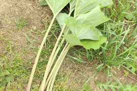 直送！フキ ふき 蕗 ※葉付き🌿 採れたて ５本分をゆうパック60サイズに切ってお届け🌱約15cm〜20cmの長さ約10本くらいになります（１番目の写真）