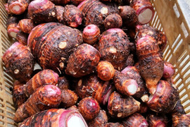 ホクホク美味しい  赤芽芋！3kg