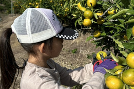 最後の出品です！有田みかん混合3kg