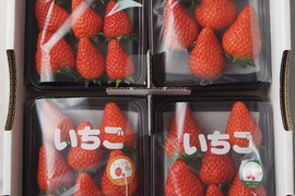 朝採り完熟いちご！！静岡県の新品種『きらぴ香』2パック、『紅ほっぺ』2パック食べ比べセット　260×4パック