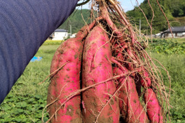 さつまいも (紅はるか2kg)