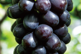 【希少 食べ比べ】牧丘天空の丘ブランド　皮ごと食べられる３色セット