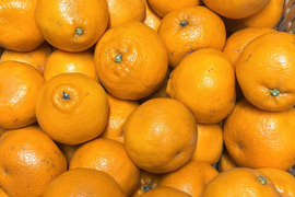 ぷりぷり食感！広島県産 ｢はるみ｣ 10kg（ご家庭用）