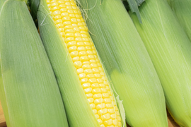 【今だけ】甘みと旨みのバランス プレミアム味来｜18〜20本（約6kg）