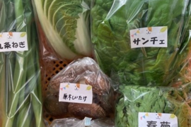 【数量限定☆希少の柑橘セット🎁】甘さいっぱい！お得いっぱい！野菜と果物詰め合わせ箱☆🥗🍠🥦＋和歌山産はるみ付き🍊🍋プチプチ新食感