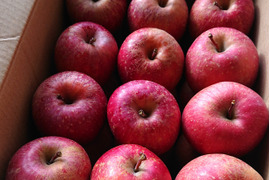 【 🍎軽めのデザートにピッタリ！】 SSサイズのみ サンふじ 訳あり 36個  7㎏ 相当