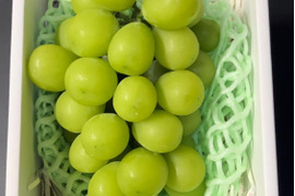 【先行予約】【 贈答用 】朝採れ　パリッと食感の高糖度タネ無しシャインマスカット！　500g〜600g 1房　/静岡市 Mando Farm 直送　9月中旬〜10月発送