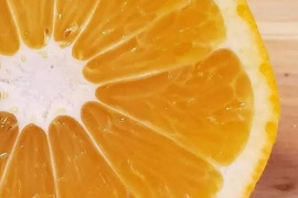 段々畑の甘夏【超訳あり】2.5kg(箱込)