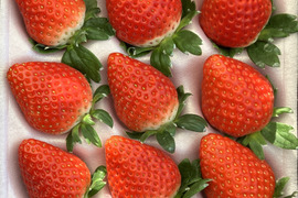 【食べ比べ】とちあいか・とちおとめ・よつぼしセット