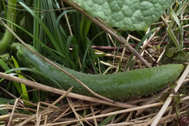 【野菜6種位】自然農の畑から、肥料農薬不使用、固定種