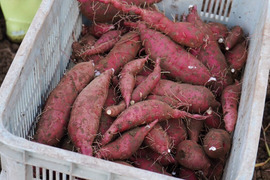 【SS~Sサイズ】ころころの紅はるか７ｋｇ(土付き：箱入)　熟成期間１ヶ月超！　さつまいも！