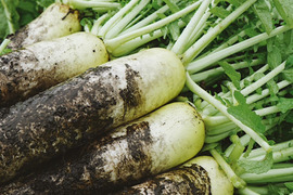 【高原大根】　≪神鍋高原、寒暖差のある地域で育まれた水分・甘みたっぷりの大根≫　（１０本）