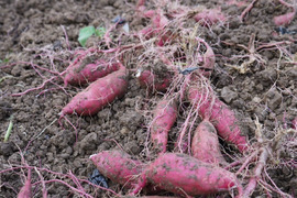 【SS~Sサイズ】ころころの紅はるか１０ｋｇ(土付き：箱入)　熟成期間１ヶ月超！　さつまいも！