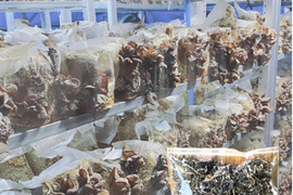 国産！カット済み、すぐに使える！大袋でお得な乾燥きくらげ(300g)