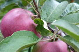 希少品種　りんご（旭）3キロ