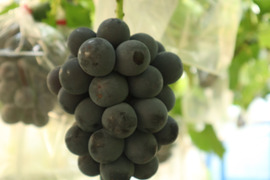 【お買い得！】果汁溢れるニューピオーネ4~5房でたっぷり2kg以上【夏ギフト】