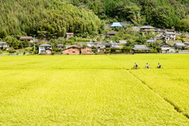 冷めても美味しい！令和４年産「ヒノヒカリ」5㎏(精米５㎏×1袋）