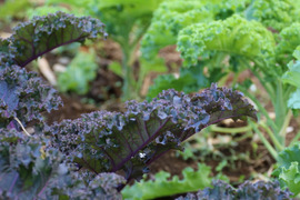 スーパーフード、栄養抜群、赤ケールと緑ケールmix(600g)栽培期間中農薬・化学肥料不使用