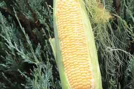 とうもろこしゴールドラッシュ6本（400g程のサイズ）生でも食べられるフルーツとうもろこし