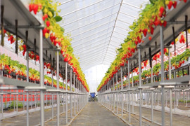 【お歳暮・ギフト用】奈良ブランド「古都華」M（22～30粒）/箱×３　いちご　苺