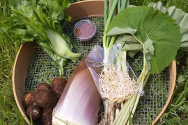 【野菜たち+フキ+タケノコ】自然農の畑から、不耕起草生　草とともに台地の畑で２6年の積み重ね、種とり、農薬肥料不使用）