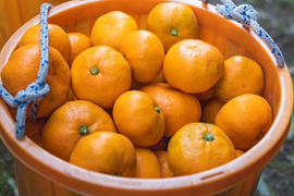 ［訳あり］美味さそのまんまみかん　5kg