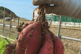 大人気‼️紅はるか4k入❗️焼き芋、大学芋最高です👍