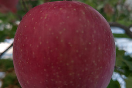 りんご（ひろさきふじ）家庭用 5キロ