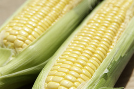 夏の贈り物🎁ずっしり、甘いスイートコーン！🌽12本入り【令和7年6月発送・予約限定】