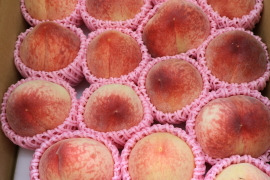 【特別価格！ワケあり】極早生桃「はなよめ」4.5kg【2日間限定】