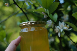 【大容量】贅沢な香り!西洋蜜蜂の生ハチミツ『みかん蜜』500ml