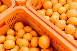 【貯蔵庫で熟成】完熟みかん　ご家庭用　箱込み10キロ