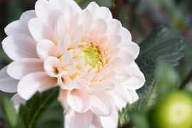 【鮮やか新鮮】ダリア花束（ピンク ・ホワイト系 ）ハッピーMix 6本
（40〜50cm）