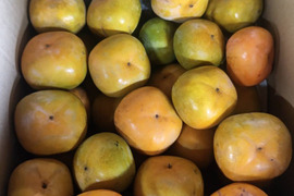 11月5日頃から発送予定！完全農薬0栽培！　訳あり柿　渋抜き済み　箱込3.5キロ以上　安心安全な柿