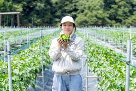 【予約】【ツヤッツヤ、たじまのピーマン】　朝採れ発送！　兵庫県香美町産「たじまのピーマン３ｋｇ」