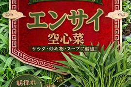 【水耕栽培】シャキシャキ空心菜（エンサイ）つくば市・ヒビキファームより直送！5kg