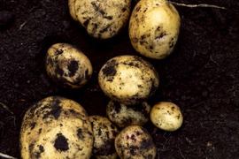 【予約】【１人１回だけの特別品】　兵庫県但馬産きたあかり　じゃがいも　新じゃが《箱入２kg》