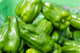 【ツヤッツヤ、たじまのピーマン】　朝採れ発送！　兵庫県香美町産「たじまのピーマン３ｋｇ」